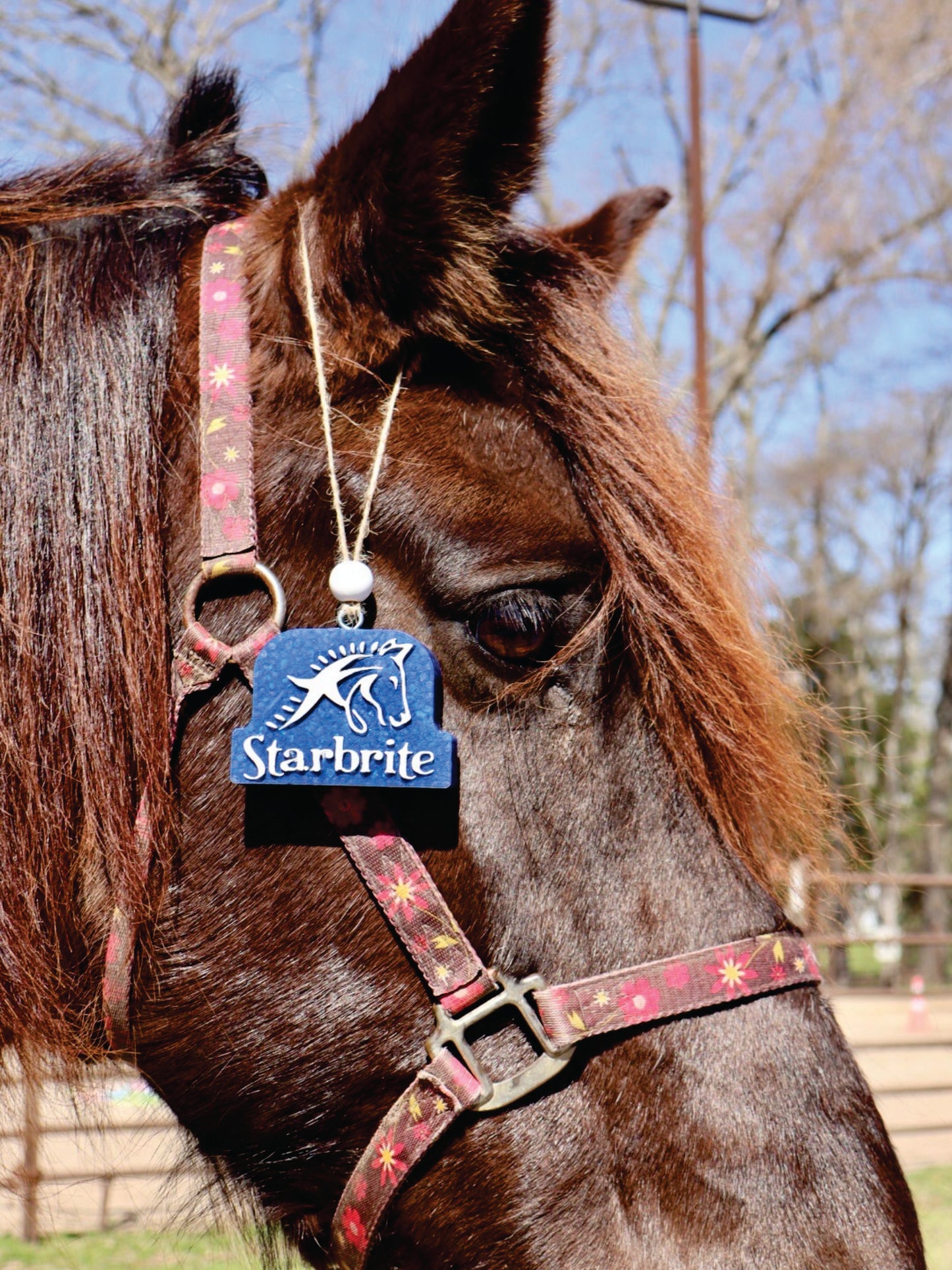 STARBRITE FRESHIE 1